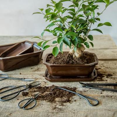 Bonsai schotel rechthoekig M Esschert Design - Esschert design