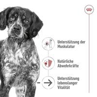 Royal Canin Medium Ageing 7+ Mousse | 12 x 410 g | Volledig voer voor oudere, middelgrote honden vanaf 7 jaar - thumbnail