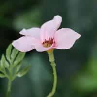 Kunst Bloesemtak Nigra 90cm Roze - thumbnail