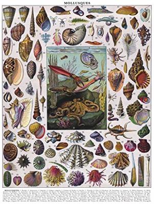 New York Puzzle Company Mollusken - 1000 stukjes