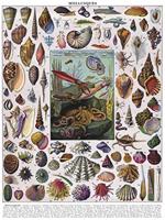 New York Puzzle Company Mollusken - 1000 stukjes - thumbnail