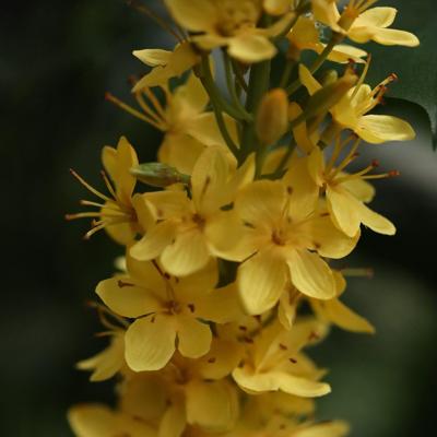 Eremurus Kunsttak 110cm Geel