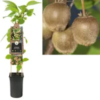 Kiwi (vrouwelijk) (Actinidia deliciosa "Hayward”) klimplant - thumbnail