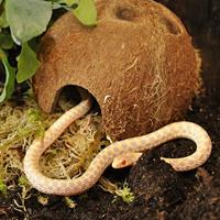 Habistat Aquadistri cocosnoot grot Habistat Aquadistri - Aquadistri - thumbnail