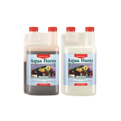 Canna Canna Aqua Flores