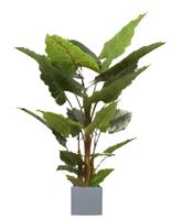 Allocasia groen 140 cm kunstplant Oosterik Home - Oosterik home - thumbnail