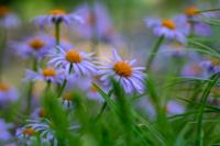 Aster - thumbnail