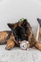 TRIXIE HONDENSPEELGOED BAL LUIPAARD PLUCHE RUBBER 13 CM 2 ST - thumbnail