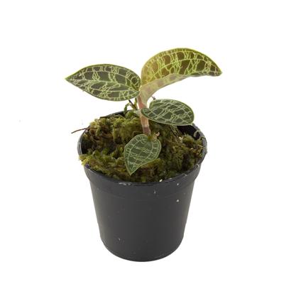 Macodes Petola (Juweelorchidee) - P6 Macodes Petola (Juweelorchidee) - P6