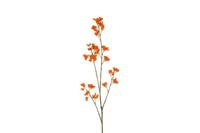 Decostar Delfinium steel 110 cm oranje - thumbnail