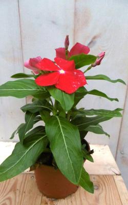 3 stuks! Maagdenpalm rood Vlijtig Liesje (Balsemien) Vinca Warentuin Natuurlijk - Warentuin natuurlijk