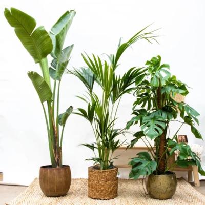 Combideal - Monstera Deliciosa P24 + Strelitzia Augusta P30 + Howea Forsteriana P21 Combideal - Monstera Deliciosa P24 + Strelitzia Augusta P30 + Howea Forsteriana P21