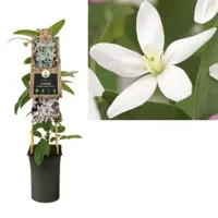 Roze bosrank (Clematis armandii "Apple Blossom") klimplant - thumbnail