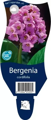 Bergenia cordifolia vaste plant Griffioen - Griffioen
