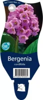 Bergenia cordifolia vaste plant Griffioen - Griffioen - thumbnail