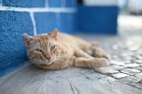 Nikon NIKKOR Z 50mm F/1.4 - thumbnail