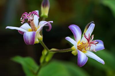 Armeluisorchidee Paddenlelie