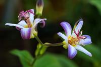 Armeluisorchidee Paddenlelie - thumbnail