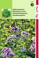 Zaden Marjolein - Oregano (rosebloeiend) Hortitops - Hortitops - thumbnail