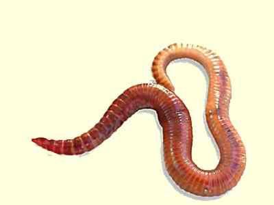 Wormen Mestpieren 35/45st. Online Bestellen