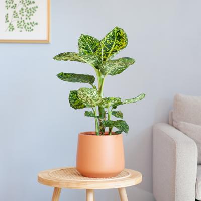 Dieffenbachia Reflector - P17 Dieffenbachia Reflector - P17