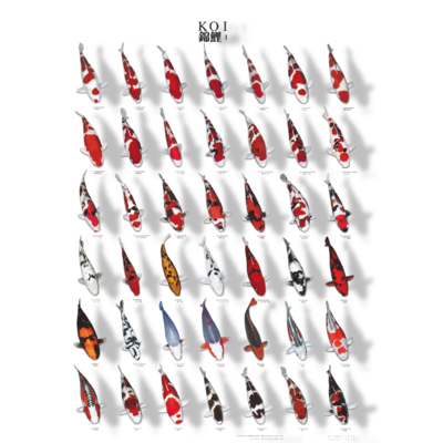 Koiposter nr.1 a4 gelamineerd Aquadistri - Aquadistri Koiposter nr.1 a4 gelamineerd Aquadistri - Aquadistri