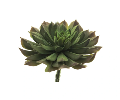 Aeonium pick green 15 cm kunstbloem Erutan Avon - Erutan avon Aeonium pick green 15 cm kunstbloem Erutan Avon - Erutan avon