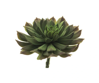 Aeonium pick green 15 cm kunstbloem Erutan Avon - Erutan avon - thumbnail