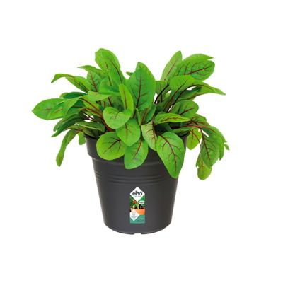 Elho green basics kweekpot 13 cm living black