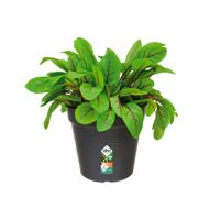Elho Green Basics Kweekpot Zwart Ø13cm - thumbnail