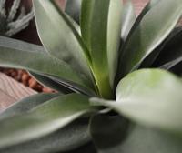 Agave kunstplant 25cm in 10cm pot - thumbnail
