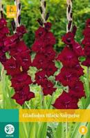 Gladiolus black surprise JUB 7 bloembollen - Jub - thumbnail