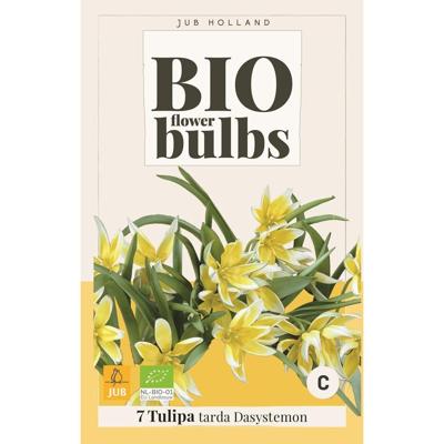 Bio tulp dasystemon tarda 7 bollen