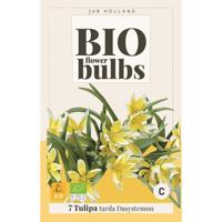 Bio tulp dasystemon tarda 7 bollen - thumbnail