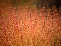 Kornoelje - thumbnail