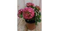 Hortensia Hydrangea Roze 30 - 40 cm 4 tot 6 bloemen Warentuin Natuurlijk - Warentuin natuurlijk - thumbnail