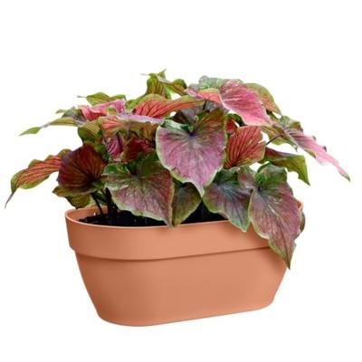 Elho vibia campana wall basket 35 terra Elho vibia campana wall basket 35 terra