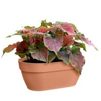 Elho vibia campana wall basket 35 terra - thumbnail