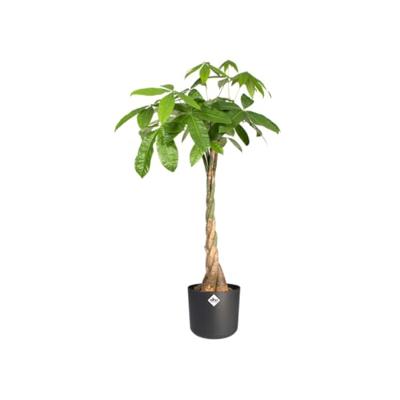 Bloempot B.for soft 16 cm antraciet elho - Elho - thumbnail
