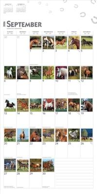 I Love Horses 366 Days Kalender 2026