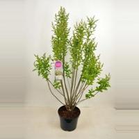 Sering (syringa villosae "Tammelan Kaunotar") - 90-120 cm - 1 stuks - thumbnail