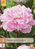 Pioenroos paeonia Sarah bernhardt - thumbnail