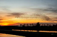 Alexsar Art Tuindoek zwerm spreeuwen 140x90cm - thumbnail