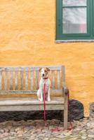 TRIXIE HONDENRIEM PREMIUM VERSTELBAAR NYLON ROOD 200X1,5 CM - thumbnail