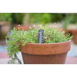 Leistenen plantetiketten set van 5 stuks Leistenen plantetiketten set van 5 stuks