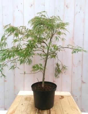 Japanse esdoorn groen smal blad struikje 90 cm - Warentuin natuurlijk