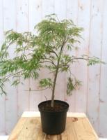 Japanse esdoorn groen smal blad struikje 90 cm - Warentuin natuurlijk - thumbnail