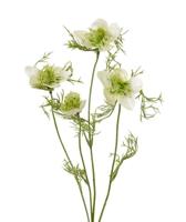 Nigella kunsttak 55 cm crème - thumbnail