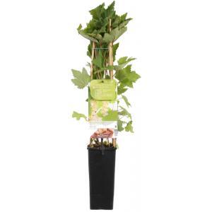 Witte bes (ribes rubrum "Witte Parel") fruitplanten - In 5 liter pot - 1 stuks