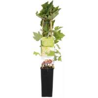Witte bes (ribes rubrum "Witte Parel") fruitplanten - In 5 liter pot - 1 stuks - thumbnail